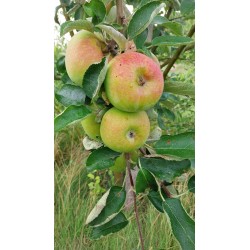 Pommier Reinette de Waleffe, pomme de dessert | La Hunelle