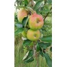 Pommier Reinette de Waleffe, pomme de dessert | La Hunelle