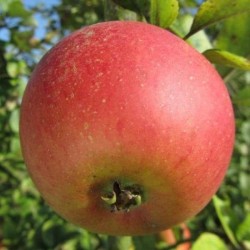 Pommier Reine des Reinettes, grande pomme de table | La Hunelle