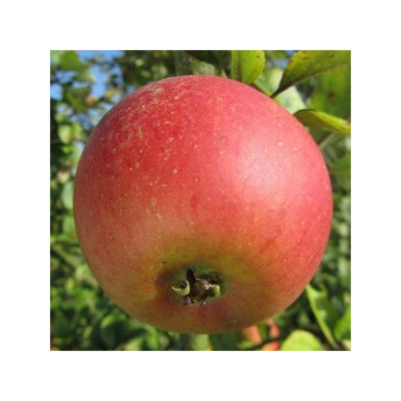 Pommier Reine des Reinettes, grande pomme de table | La Hunelle