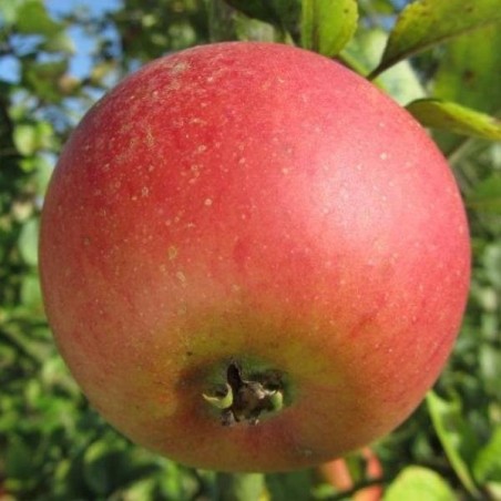 Pommier Reine des Reinettes, grande pomme de table | La Hunelle