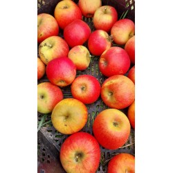 Pommier Reine des Reinettes, grande pomme de table | La Hunelle