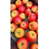 Pommier Reine des Reinettes, grande pomme de table | La Hunelle
