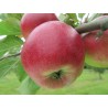 Pommier Radoux, pomme de table rouge vif | La Hunelle