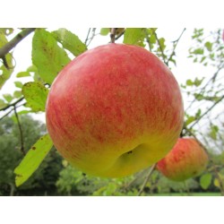 Pommier Président Roulin, pomme wallonne à cuire | La Hunelle