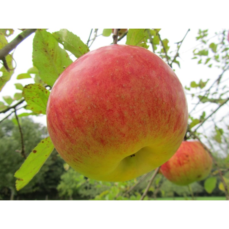 Pommier Président Roulin, pomme wallonne à cuire | La Hunelle