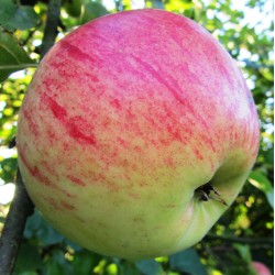 Pommier Président Roulin, pomme wallonne à cuire | La Hunelle