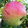 Pommier Président Roulin, pomme wallonne à cuire | La Hunelle