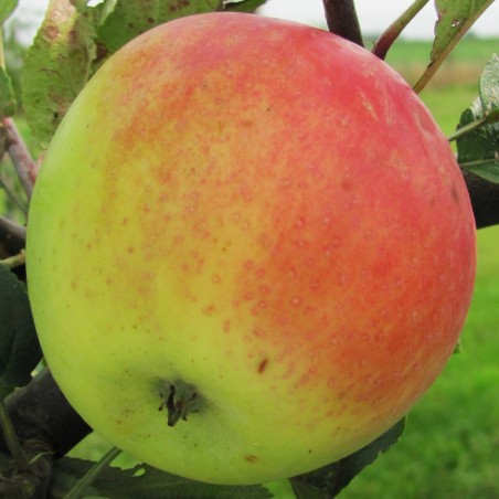 Pommier Président Henry Van Dievoet, pomme d'hiver | La Hunelle