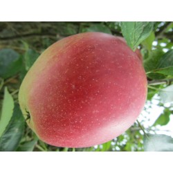 Pommier La Paix, pomme de dessert aromatique | La Hunelle