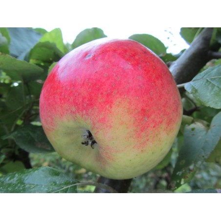 Pommier Joseph Musch, pomme wallonne de terroir | La Hunelle