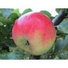 Pommier Joseph Musch, pomme wallonne de terroir | La Hunelle