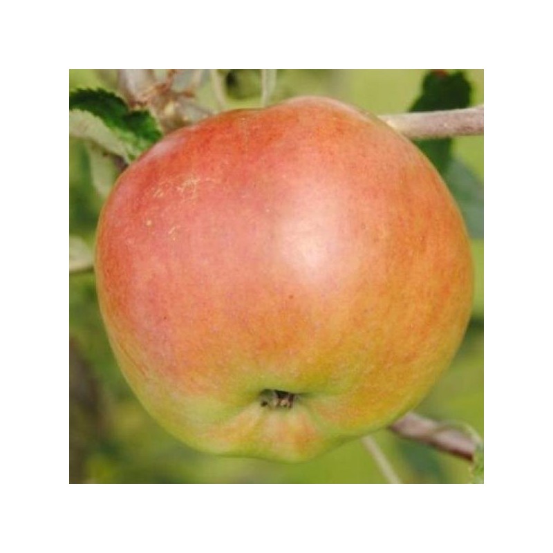 Pommier Jonathan, pomme partiellement autofertile | La Hunelle
