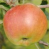 Pommier Jonathan, pomme partiellement autofertile | La Hunelle