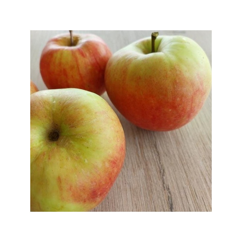 Pommier James Grieve, pomme juteuse de fin d'été | La Hunelle