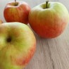 Pommier James Grieve, pomme juteuse de fin d'été | La Hunelle