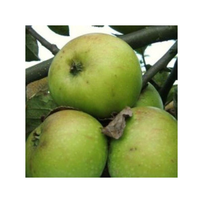 Pommier Jacques Lebel, la pomme à cuire | La Hunelle