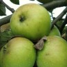 Pommier Jacques Lebel, la pomme à cuire | La Hunelle
