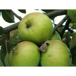 Pommier Jacques Lebel, la pomme à cuire | La Hunelle