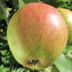 Pommier Gueule de Mouton, pomme ancienne de garde | La Hunelle