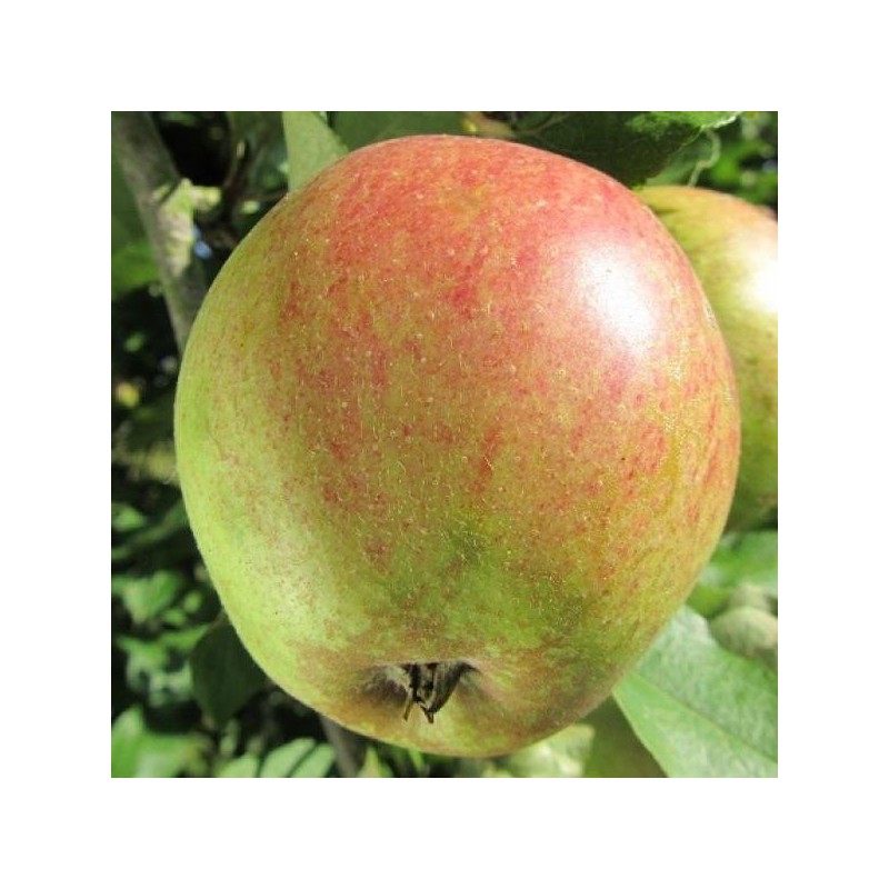 Pommier Gueule de Mouton, pomme ancienne de garde | La Hunelle