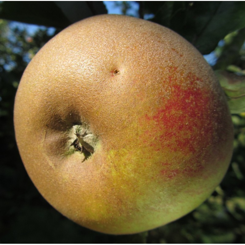 Pommier Gris Braibant, reinette ancienne de garde | La Hunelle