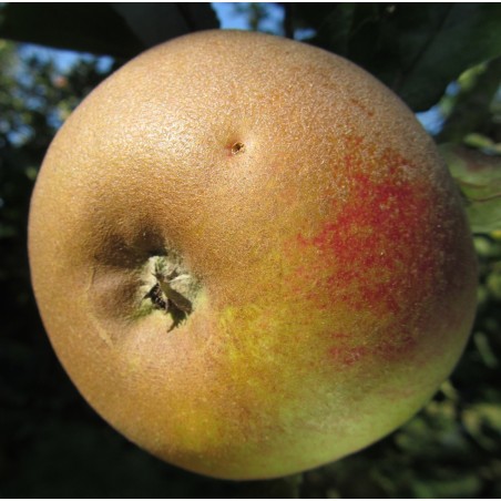 Pommier Gris Braibant, reinette ancienne de garde | La Hunelle