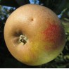 Pommier Gris Braibant, reinette ancienne de garde | La Hunelle