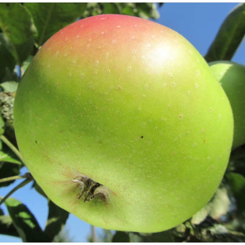 Pommier Godivert, pomme à compote de garde | La Hunelle