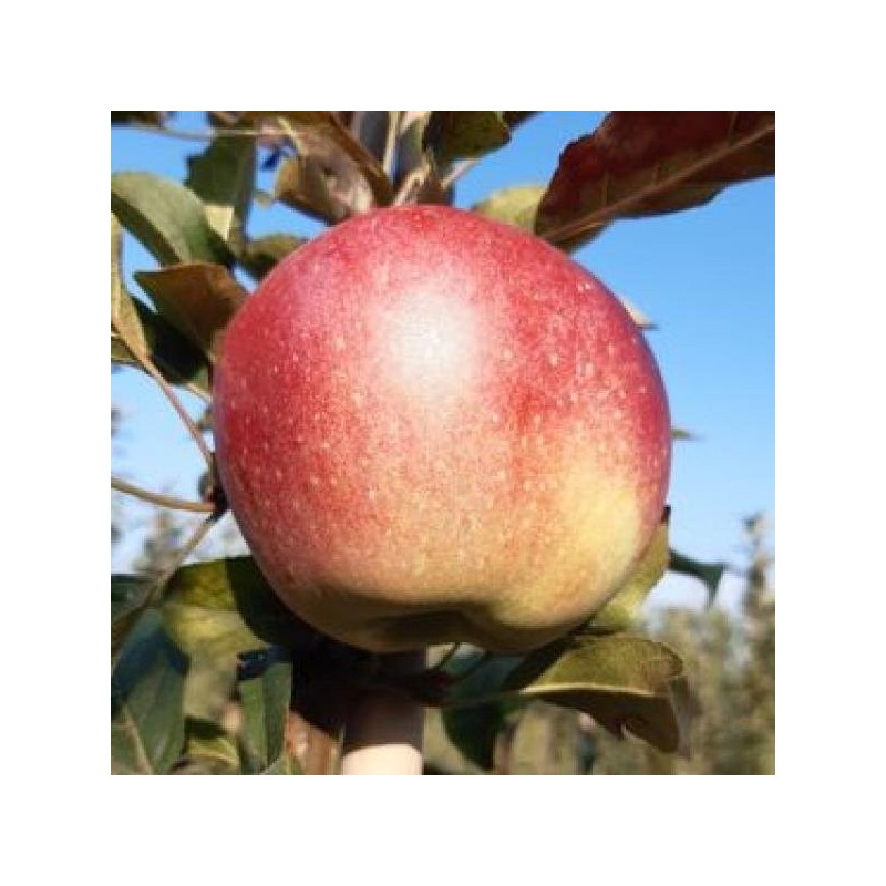 Pommier Gloster, pomme de garde tardive | La Hunelle