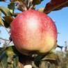 Pommier Gloster, pomme de garde tardive | La Hunelle