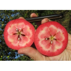 Pommier Geneva, pomme rouge de transformation | La Hunelle