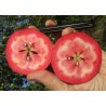 Pommier Geneva, pomme rouge de transformation | La Hunelle