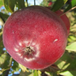 Pommier Geneva, pomme rouge de transformation | La Hunelle