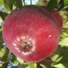 Pommier Geneva, pomme rouge de transformation | La Hunelle