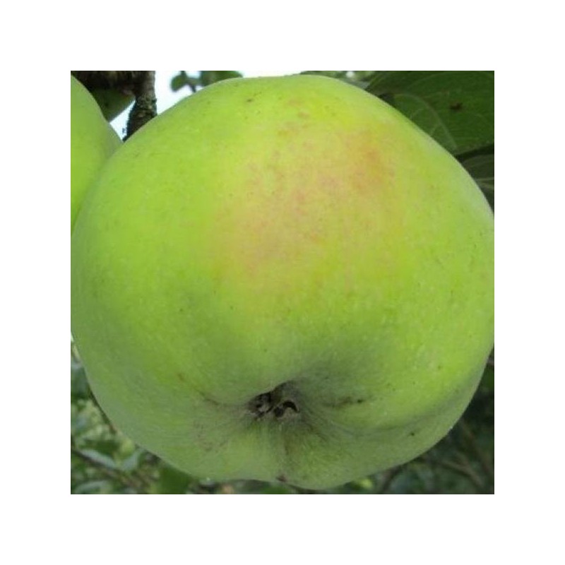 Pommier Cwastresse Simple, pomme ancienne | La Hunelle