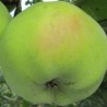 Pommier Cwastresse Simple, pomme ancienne | La Hunelle