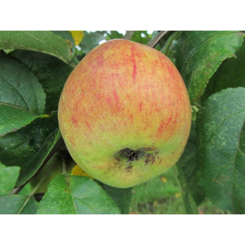 Pommier Cwastresse Double, variété wallonne | La Hunelle