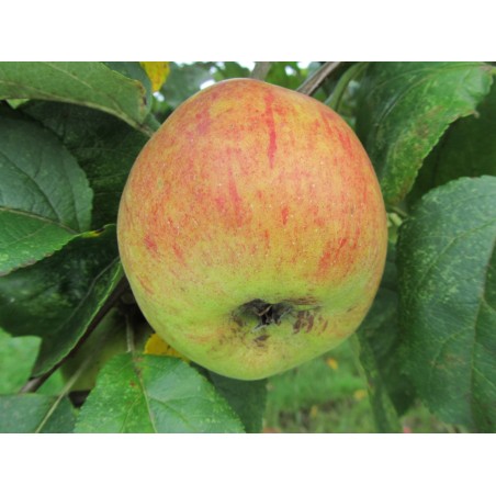 Pommier Cwastresse Double, variété wallonne | La Hunelle