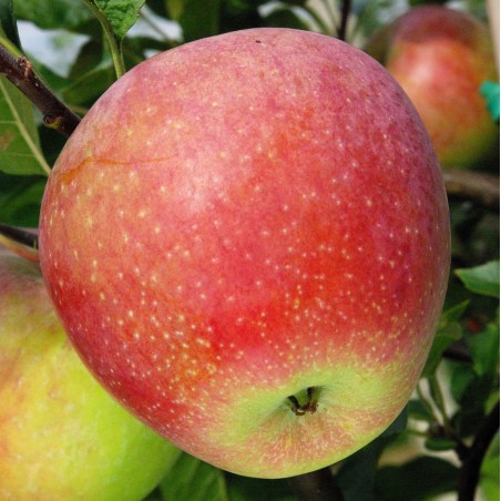 Pommier Coxybelle, obtention belge du CRA-W | La Hunelle