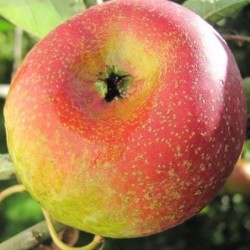 Pommier Court-Pendu Rose, pomme de garde | La Hunelle