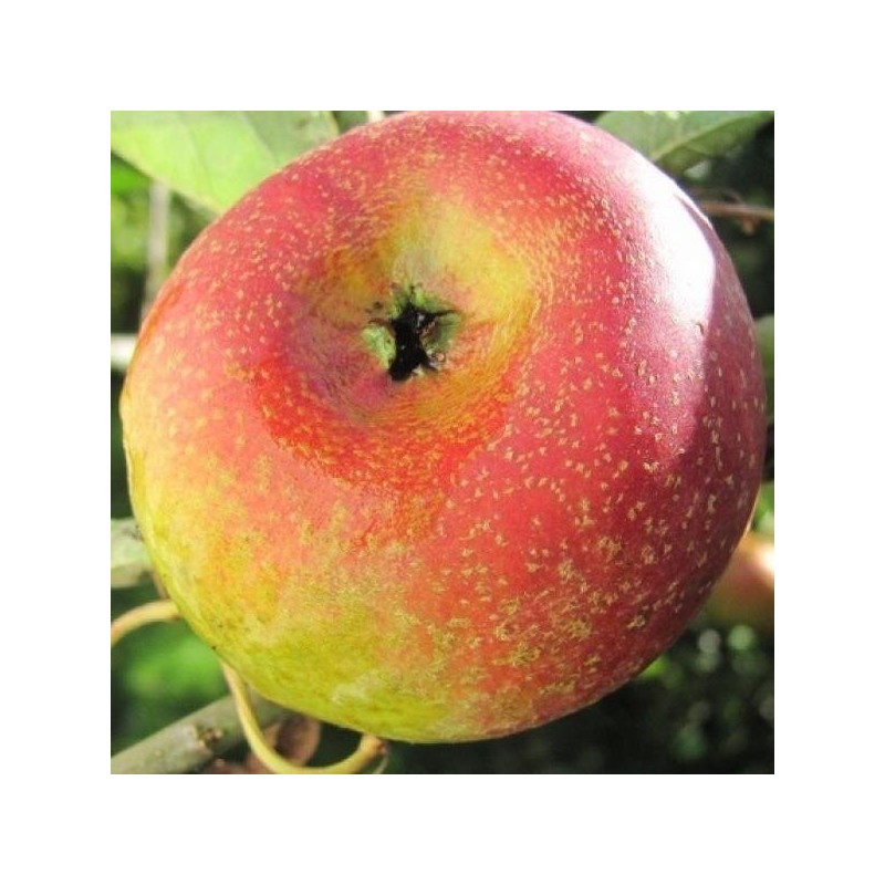 Pommier Court-Pendu Rose, pomme de garde | La Hunelle