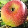 Pommier Court-Pendu Rose, pomme de garde | La Hunelle