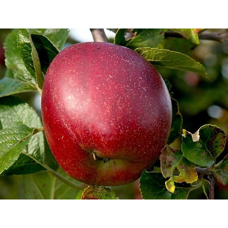 Pommier Colapuis, pomme rustique de garde | La Hunelle