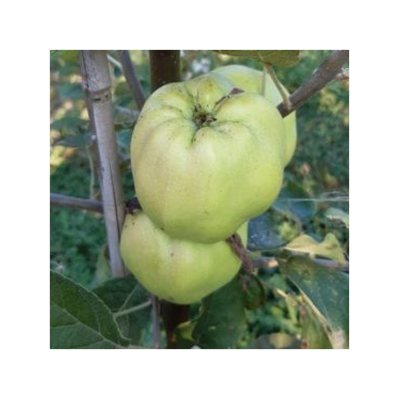 Pommier Calville Blanc d'Hiver, variété ancienne | La Hunelle