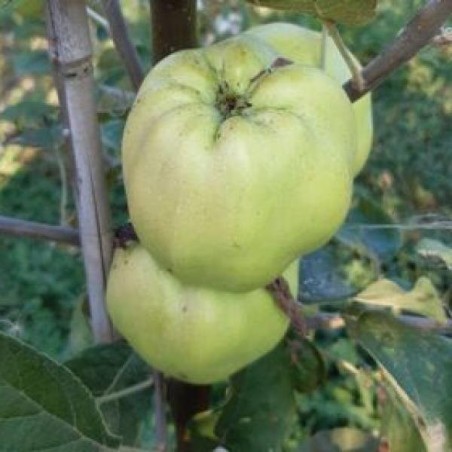 Pommier Calville Blanc d'Hiver, variété ancienne | La Hunelle