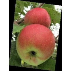 Pommier Belle-Fleur Simple, variété paysanne | La Hunelle