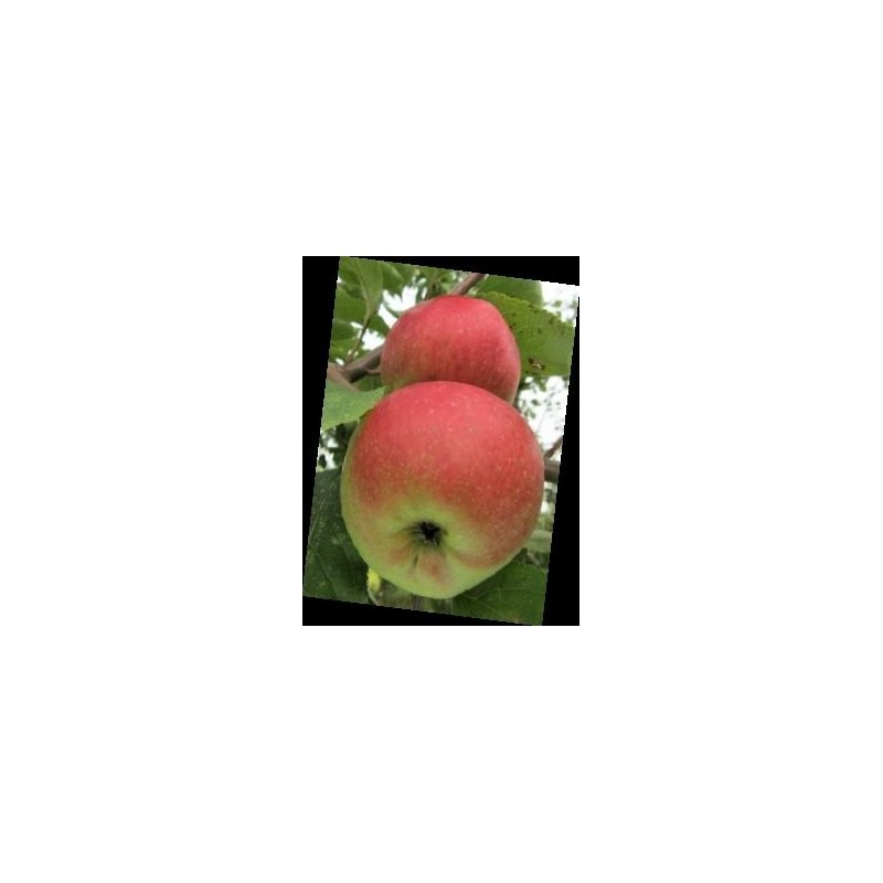 Pommier Belle-Fleur Simple, variété paysanne | La Hunelle