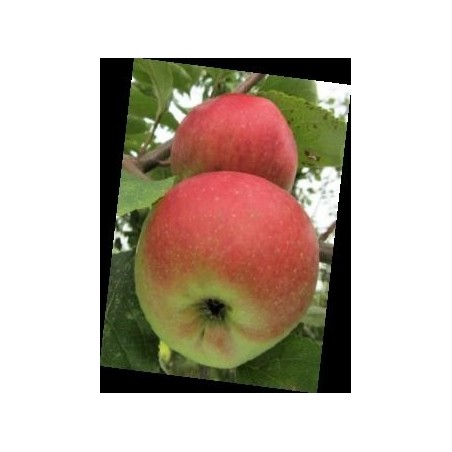 Pommier Belle-Fleur Simple, variété paysanne | La Hunelle