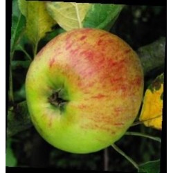 Pommier Belle-Fleur Large Mouche, variété ancienne | La Hunelle